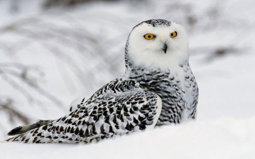 Где можно полюбоваться белыми медведями и пингвинами. 08