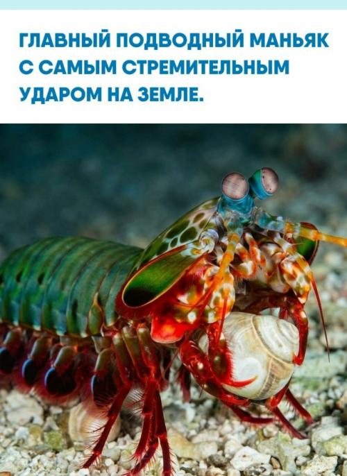 Перед вами настоящий подводный маньячелло.  