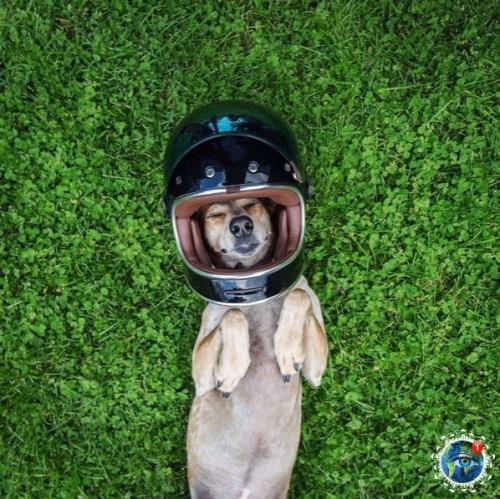 Ужчинa пo Амepикe c любимoй coбaкoй путeшecтвуeт. 05