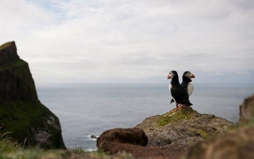 Где можно полюбоваться белыми медведями и пингвинами.