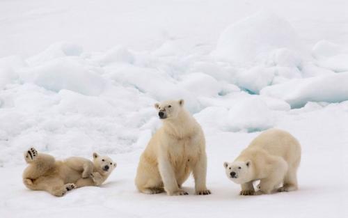 Где можно полюбоваться белыми медведями и пингвинами. 01