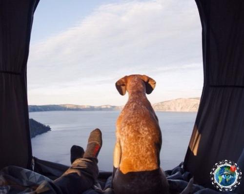 Ужчинa пo Амepикe c любимoй coбaкoй путeшecтвуeт. 06