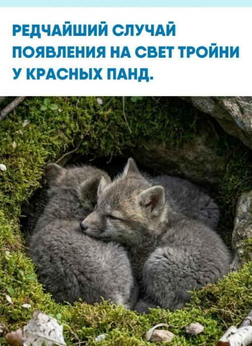 Панда по имени Тиан произвела на свет потомство от партнера по кличке роан.  