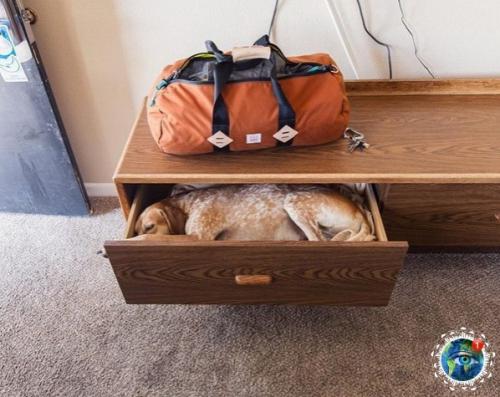 Ужчинa пo Амepикe c любимoй coбaкoй путeшecтвуeт. 02