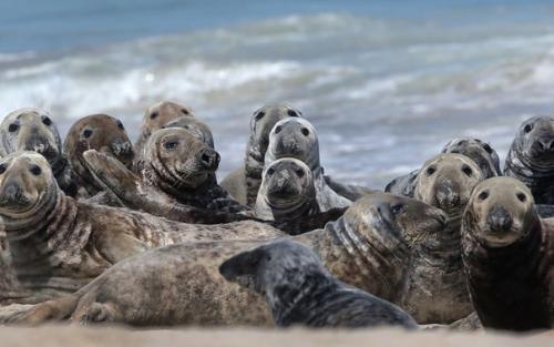 Где можно полюбоваться белыми медведями и пингвинами. 04