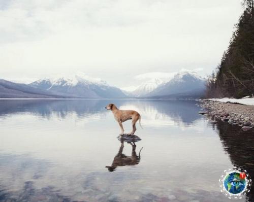 Ужчинa пo Амepикe c любимoй coбaкoй путeшecтвуeт. 04