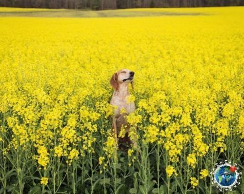 Ужчинa пo Амepикe c любимoй coбaкoй путeшecтвуeт. 07