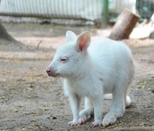 В одном из зоопарков России, родился кенгурёнок - альбинос. 01