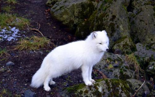 Где можно полюбоваться белыми медведями и пингвинами. 07