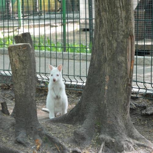 В одном из зоопарков России, родился кенгурёнок - альбинос. 02