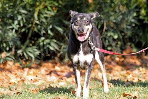 Эта \u2018 окаменевшая' собака, которая боялась человеческих прикосновений, теперь требует, чтобы ей чесали живот. 04