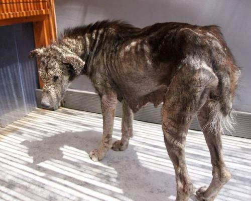 Эта \u2018 окаменевшая' собака, которая боялась человеческих прикосновений, теперь требует, чтобы ей чесали живот. 03