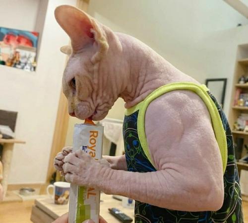 Необычный внешний вид котов, напоминающих бодибилдеров, объясняется специфической аномалией гена миостатина. 02