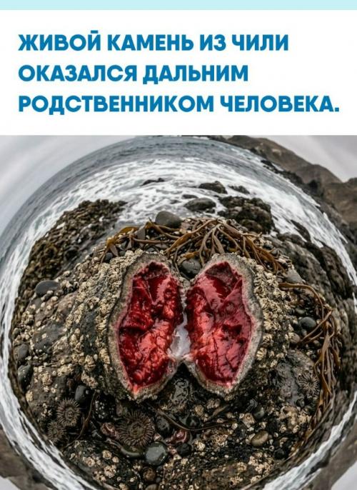 Прогулка по чилийскому побережью может удивить неожиданной Находкой.  