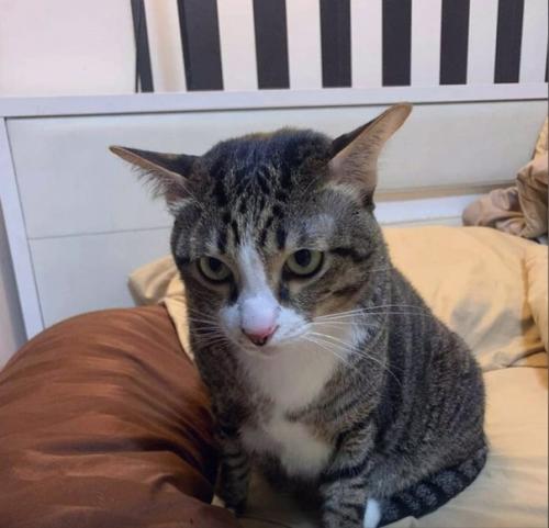 В Таиланде опытный кот неосторожно свалился с 6-го этажа и упал на стоящую под окнами припаркованную машину. 02