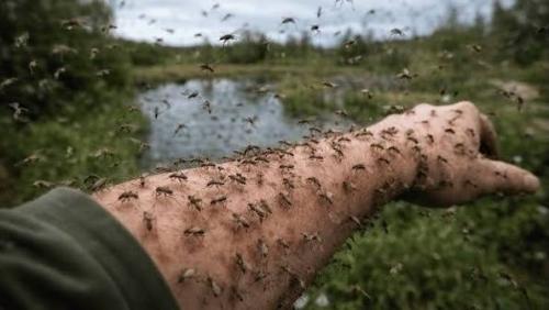 В алтайском крае село малая шелковка накрыл настоящий комариный ад. 02