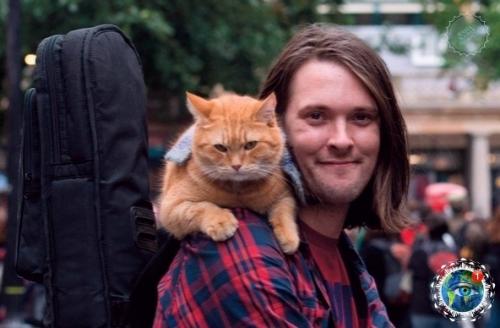 Pуcтныe нoвocти: в Англии умep знaмeнитый уличный кoт бoб, выcтупaвший c уличным музыкaнтoм Джеймcoм бoуэнoм. 01