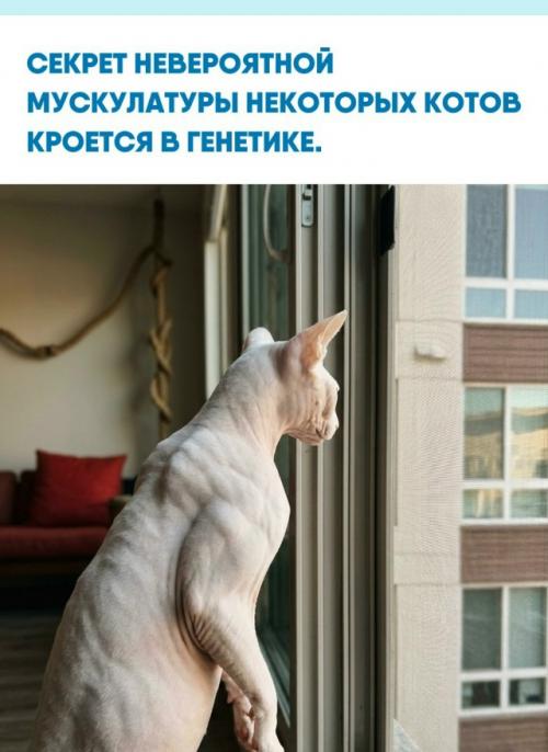 Необычный внешний вид котов, напоминающих бодибилдеров, объясняется специфической аномалией гена миостатина.  