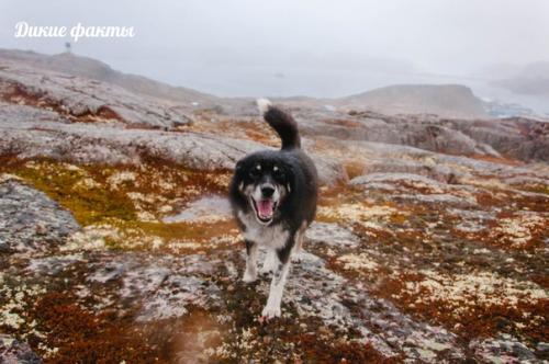 Ледовитое пyтешествие нa рyсский север. 02