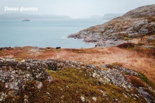 Ледовитое пyтешествие нa рyсский север.
