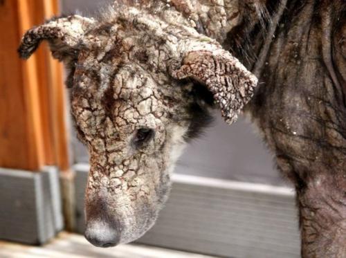 Эта \u2018 окаменевшая' собака, которая боялась человеческих прикосновений, теперь требует, чтобы ей чесали живот. 02