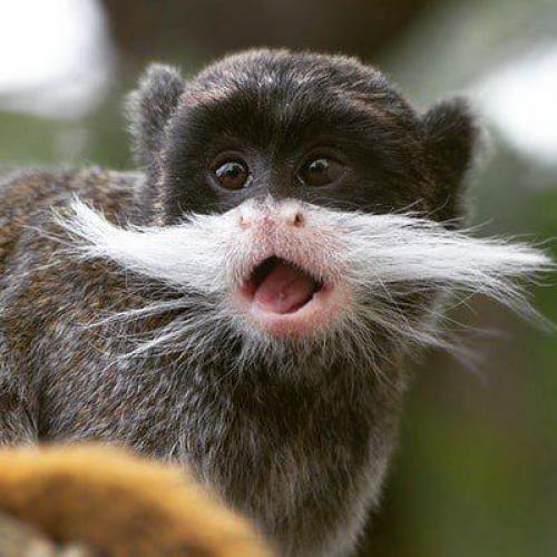 На фото императорский Тамарин.