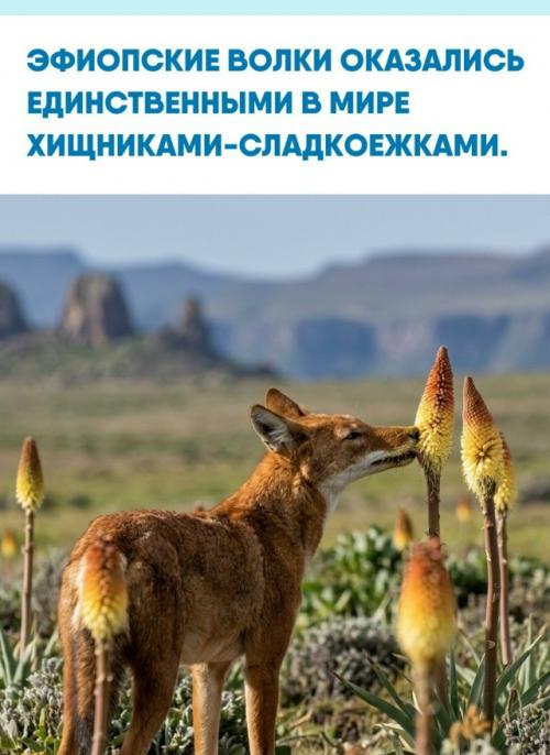 В высокогорьях Эфиопии ученые столкнулись с феноменом, который поначалу казался научной ошибкой.  