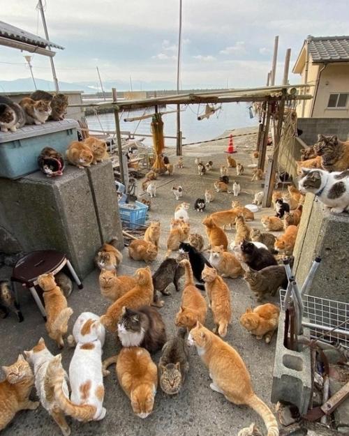 В Японии есть остров аосима, который называют Кошачьим Раем. 01