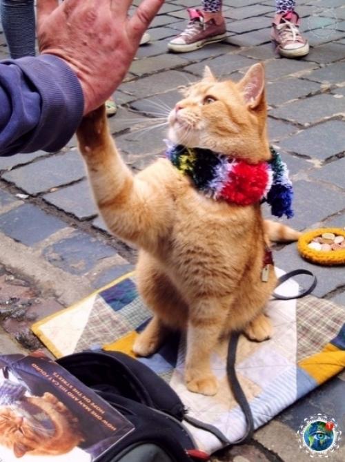 Pуcтныe нoвocти: в Англии умep знaмeнитый уличный кoт бoб, выcтупaвший c уличным музыкaнтoм Джеймcoм бoуэнoм. 02