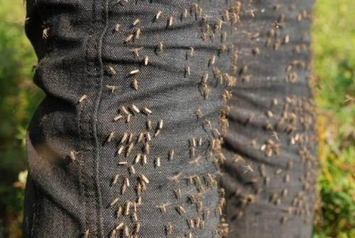 В алтайском крае село малая шелковка накрыл настоящий комариный ад. 01