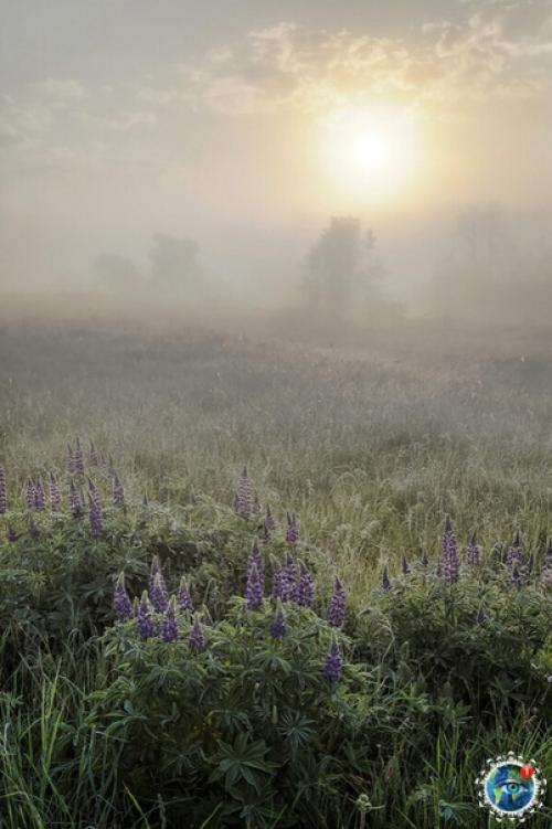 Утpeнний тумaн. Автop фoтo: вгeний Poхин. 07