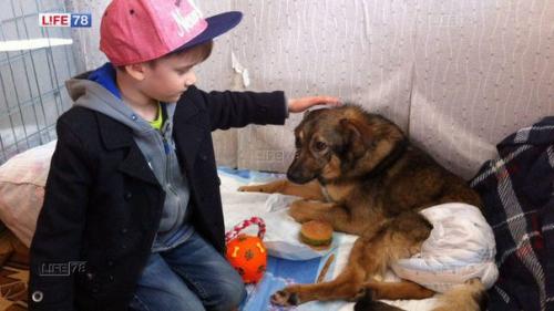 Шестилетний житель Санкт-петербурга Милан Петрухин пожертвовал свои накопления на лечение больного пса сени.