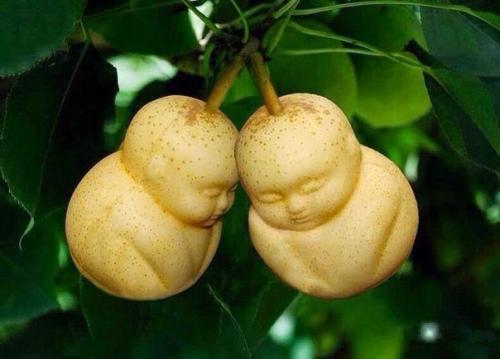 Фруктовые шаблоны - новое помешательство Китая. 06