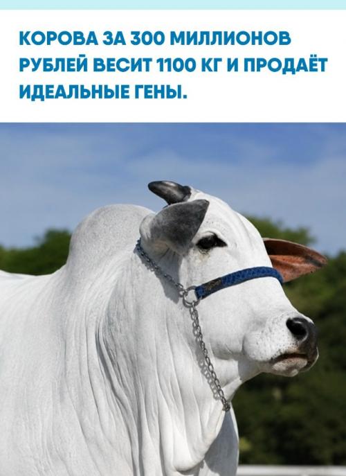 Бразильская Карина обошлась покупателям в 24 миллиона реалов - за эти деньги можно ждать хотя бы эликсир молодости вместо молока.  