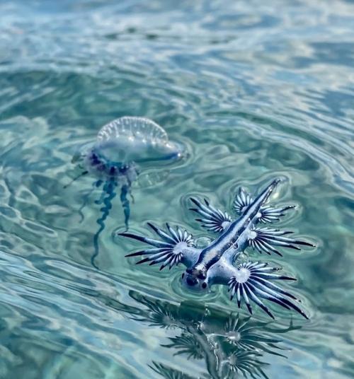 Glaucus Atlanticus - крошечный морской слизень длиной всего несколько сантиметров, который дрейфует у поверхности океана вверх ногами. 01