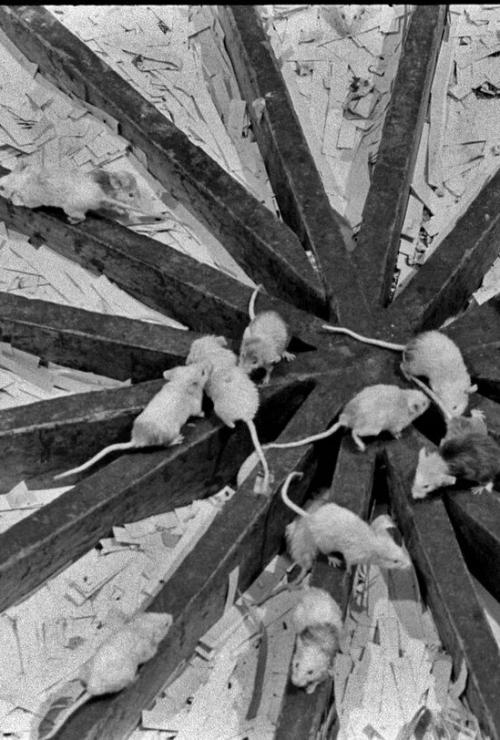 Учёный, который попытался создать рай - и стал свидетелем его гибели. 03 Учёный, который попытался создать рай - и стал свидетелем его гибели. 03