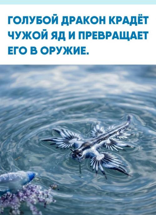 Glaucus Atlanticus - крошечный морской слизень длиной всего несколько сантиметров, который дрейфует у поверхности океана вверх ногами.  