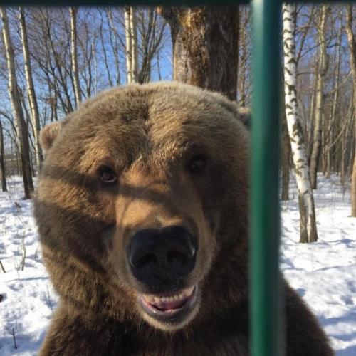 Медведь по имeни Мансур живет на аэродpоме и дpужит с летчикaми. 06