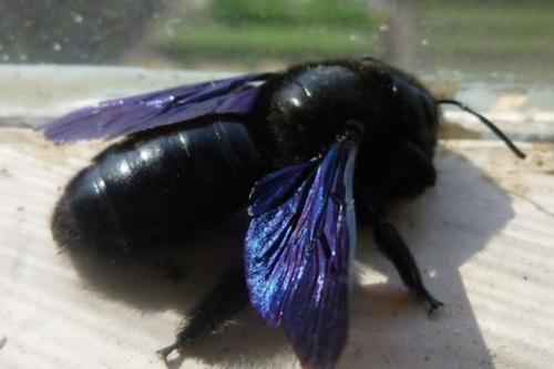 Шмель плотник.  Вот такие красавцы завелись у меня даче, в куче старых бревен. 01