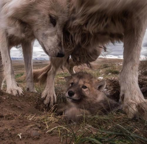 Фотоловушка запечатлела редкий и трогательный момент - целую семью арктических волков. 01