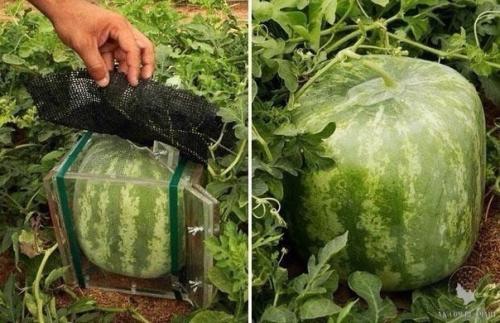 Фруктовые шаблоны - новое помешательство Китая. 05