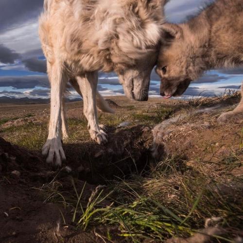 Фотоловушка запечатлела редкий и трогательный момент - целую семью арктических волков. 03