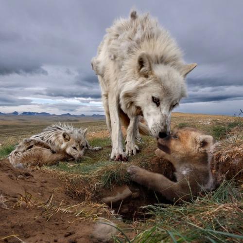 Фотоловушка запечатлела редкий и трогательный момент - целую семью арктических волков. 02