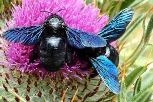 Шмель плотник.  Вот такие красавцы завелись у меня даче, в куче старых бревен. 02