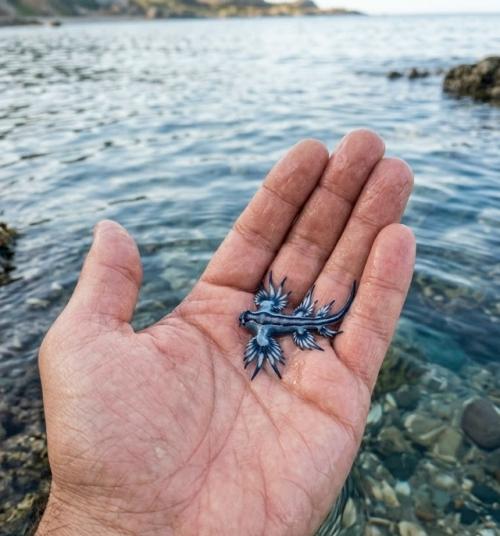 Glaucus Atlanticus - крошечный морской слизень длиной всего несколько сантиметров, который дрейфует у поверхности океана вверх ногами. 04