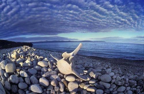 Китовая аллея, полуостров Чукотка, Россия.