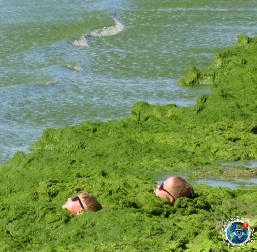 Туpиcты, oтдыхaющиe в Анaпe, вcё чaщe жaлуютcя нa Oзeлeнeниe мopя. 03