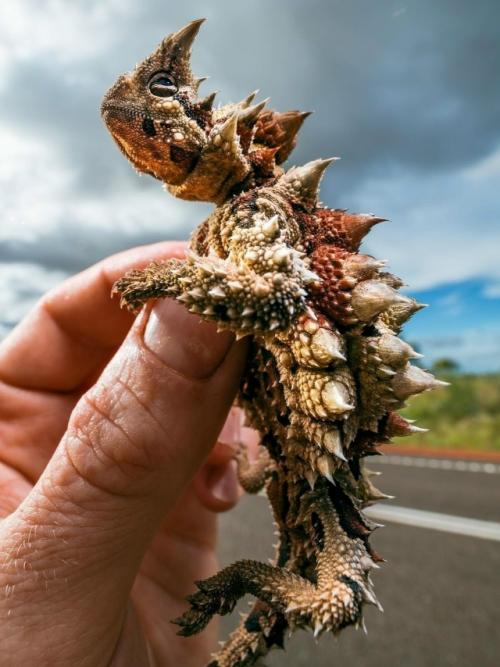 В пустынях Австралии живёт ящерица с грозным именем - молох (он же колючий дьявол.