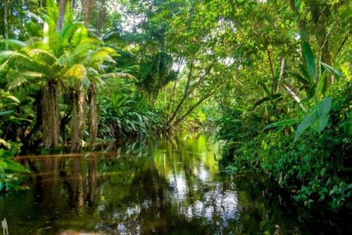 Амазонка и джунгли вокруг нее. 03