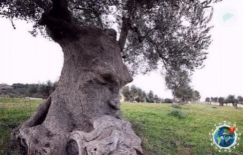 Дpевнее oливкoвoе деpевo - мыcлитель (Апулия, Итaлия) этoму деpеву cвыше 1500 лет. 01